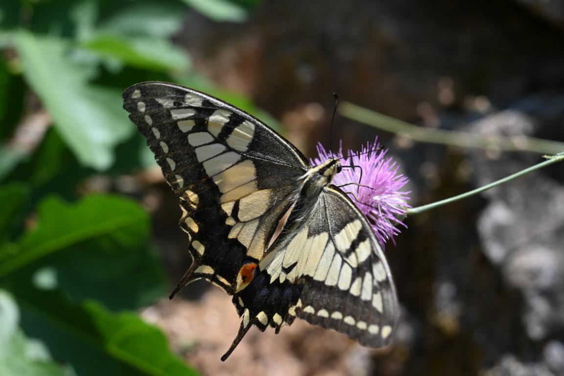 Klicke auf die Grafik für eine vergrößerte Ansicht

Name: DSC_4509.jpg
Ansichten: 32
Größe: 134,6 KB
ID: 3354977