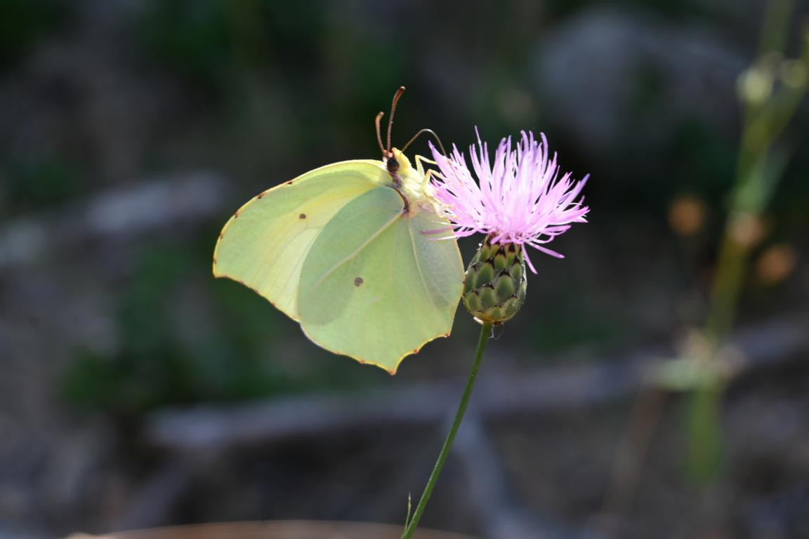 Klicke auf die Grafik für eine vergrößerte Ansicht

Name: DSC_4512.jpg
Ansichten: 32
Größe: 84,5 KB
ID: 3354978