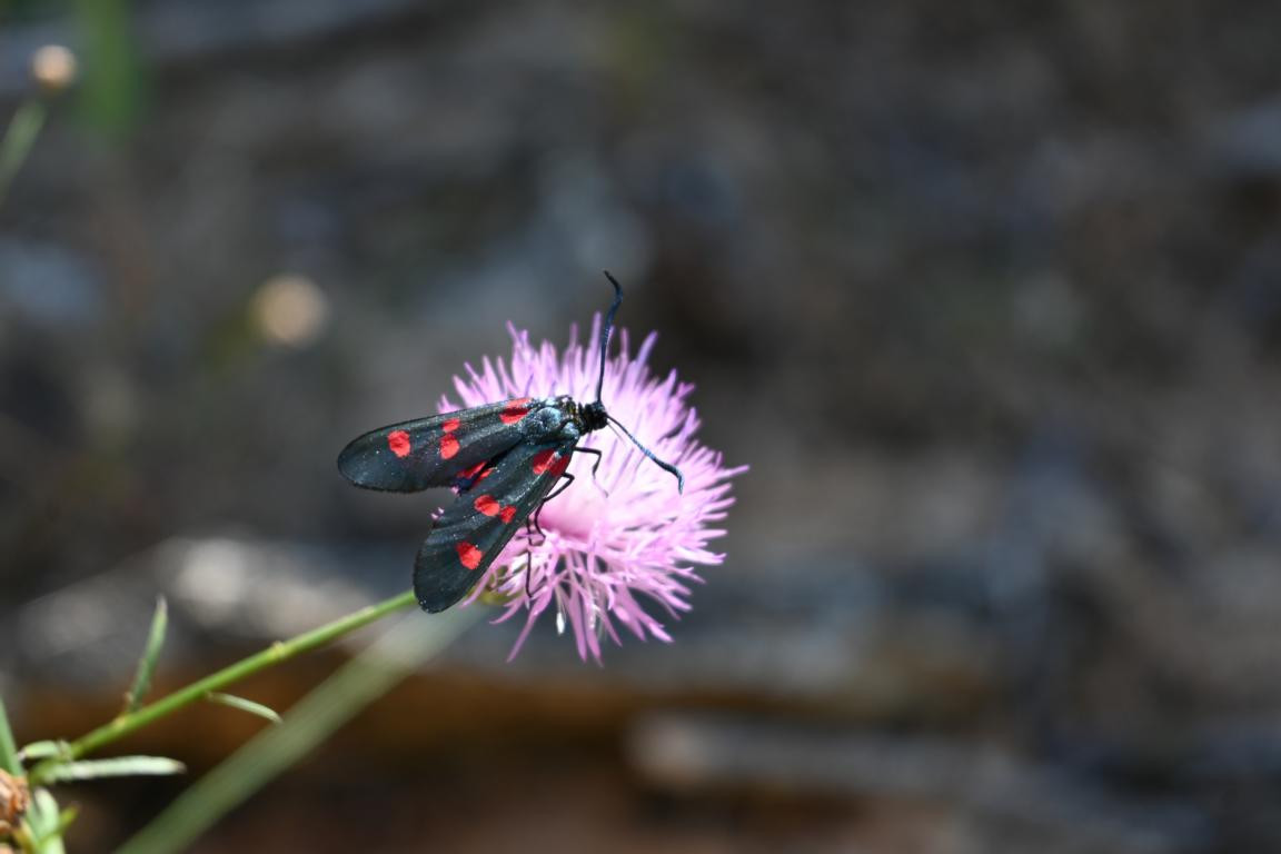 Klicke auf die Grafik für eine vergrößerte Ansicht

Name: DSC_4522.jpg
Ansichten: 32
Größe: 82,3 KB
ID: 3354979