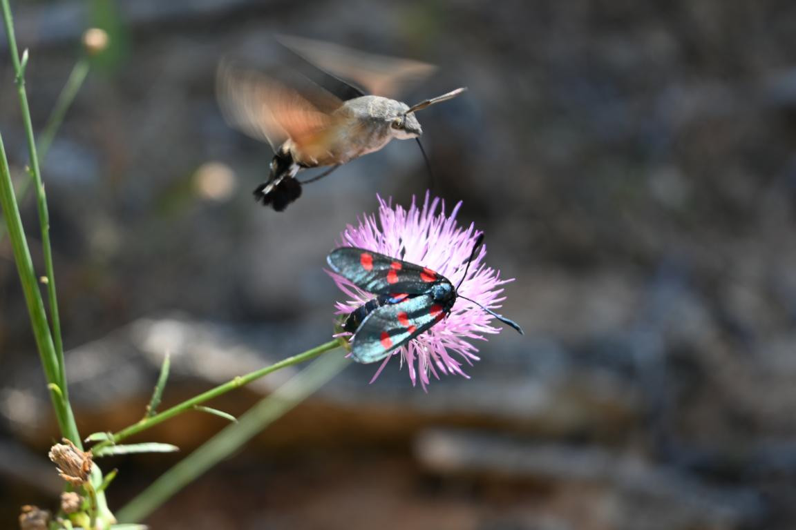 Klicke auf die Grafik für eine vergrößerte Ansicht

Name: DSC_4524.jpg
Ansichten: 32
Größe: 102,8 KB
ID: 3354980