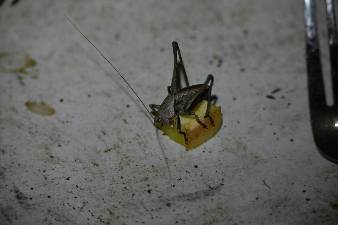 Klicke auf die Grafik für eine vergrößerte Ansicht

Name: DSC_4549.jpg
Ansichten: 32
Größe: 110,1 KB
ID: 3354981