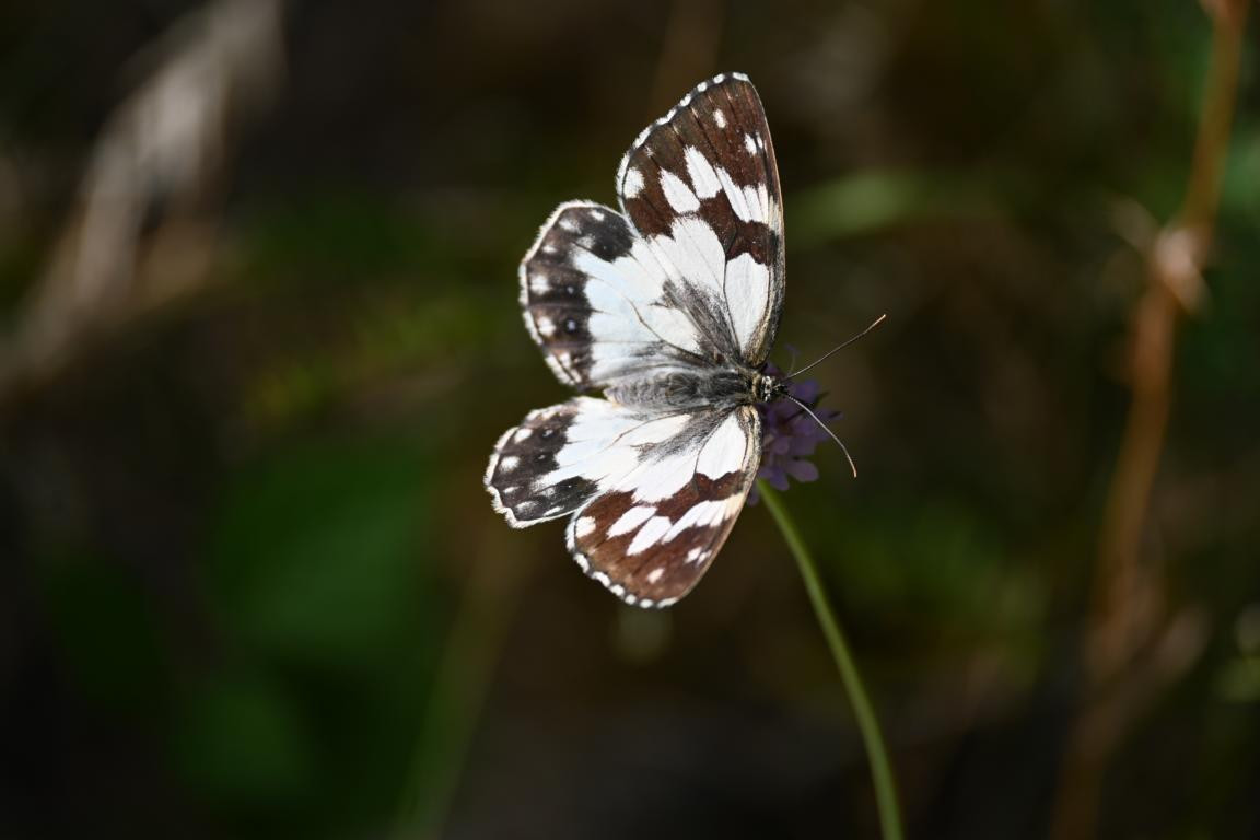 Klicke auf die Grafik für eine vergrößerte Ansicht

Name: DSC_4738.jpg
Ansichten: 104
Größe: 81,0 KB
ID: 3355077