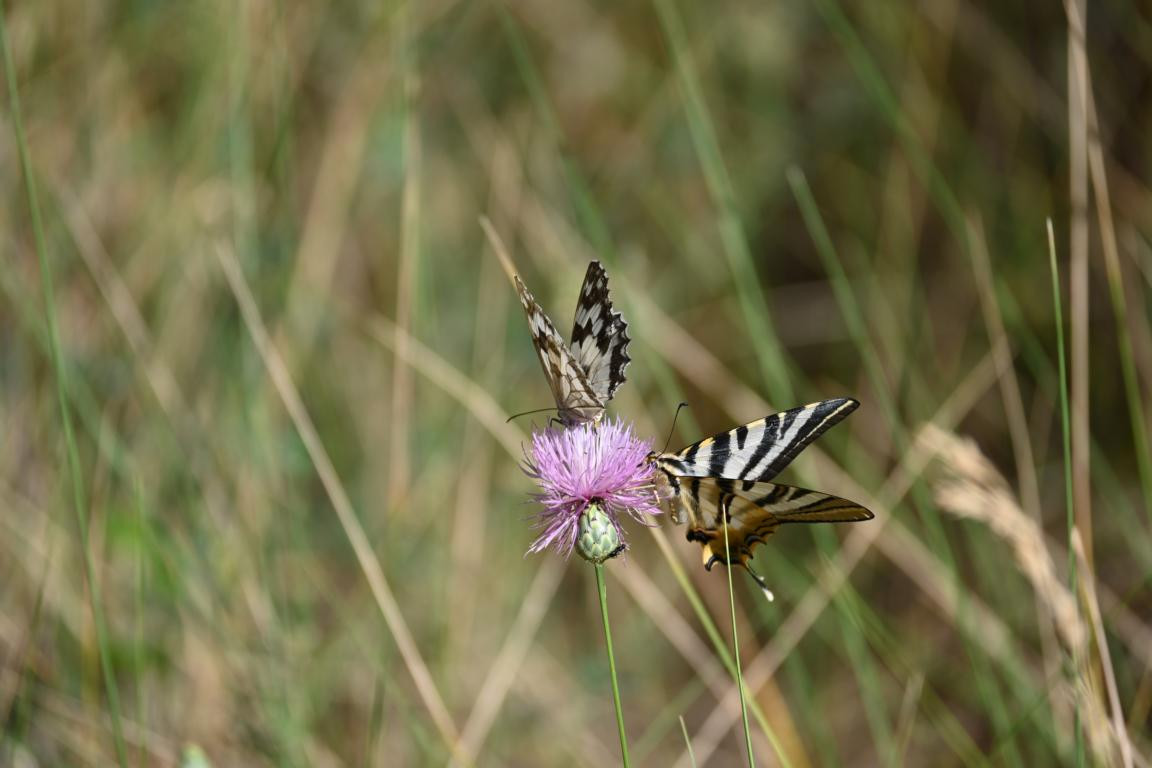 Klicke auf die Grafik für eine vergrößerte Ansicht

Name: DSC_4744.jpg
Ansichten: 107
Größe: 120,5 KB
ID: 3355078