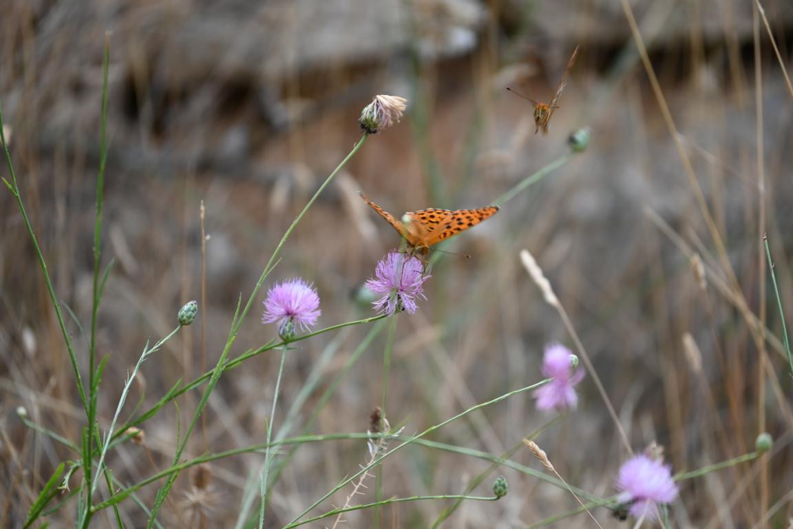 Klicke auf die Grafik für eine vergrößerte Ansicht

Name: DSC_4750.jpg
Ansichten: 109
Größe: 131,3 KB
ID: 3355079