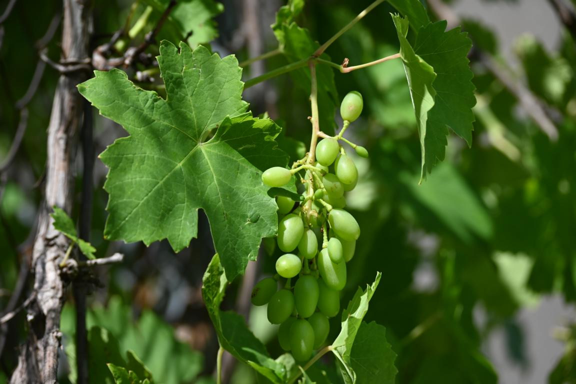 Klicke auf die Grafik für eine vergrößerte Ansicht

Name: DSC_4828.jpg
Ansichten: 108
Größe: 159,1 KB
ID: 3355085