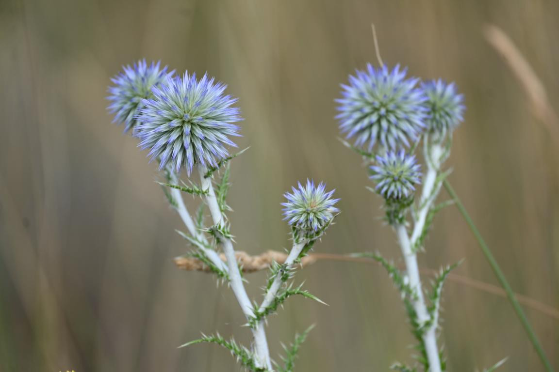 Klicke auf die Grafik für eine vergrößerte Ansicht

Name: DSC_4829.jpg
Ansichten: 108
Größe: 99,2 KB
ID: 3355086