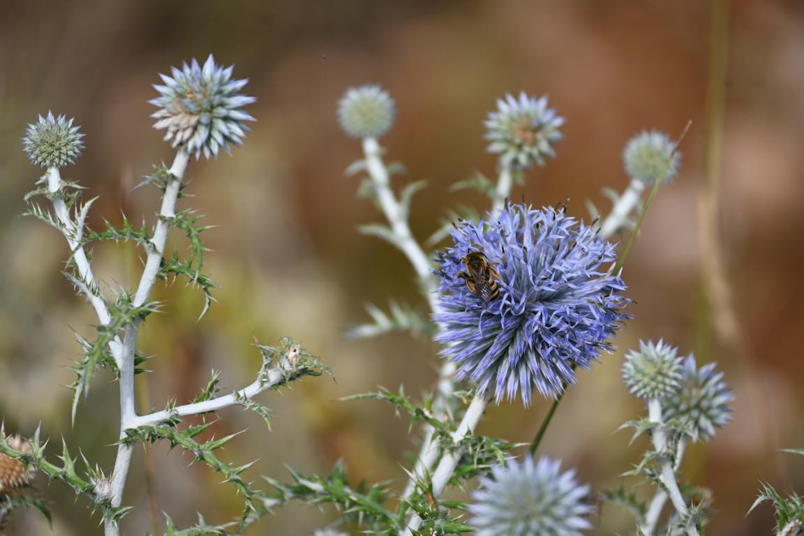 Klicke auf die Grafik für eine vergrößerte Ansicht

Name: DSC_4836.jpg
Ansichten: 107
Größe: 152,9 KB
ID: 3355087