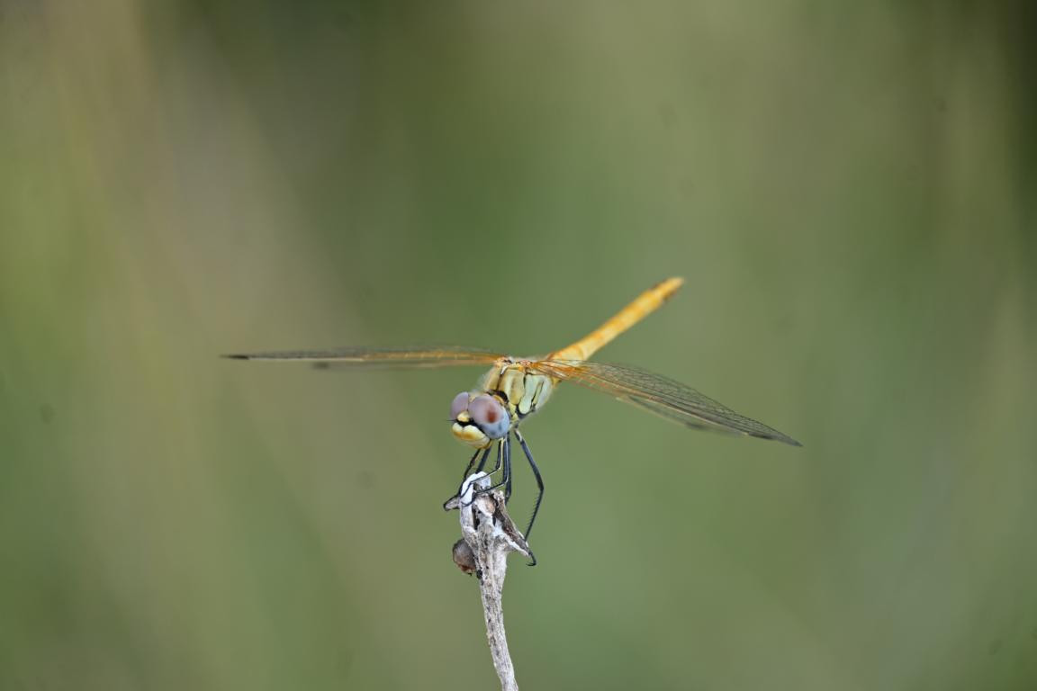 Klicke auf die Grafik für eine vergrößerte Ansicht

Name: DSC_4866.jpg
Ansichten: 104
Größe: 50,2 KB
ID: 3355091