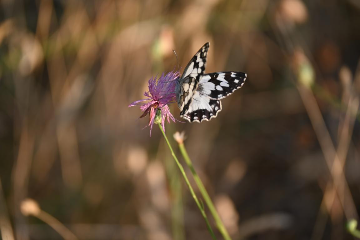 Klicke auf die Grafik für eine vergrößerte Ansicht

Name: DSC_4895.jpg
Ansichten: 106
Größe: 89,3 KB
ID: 3355092