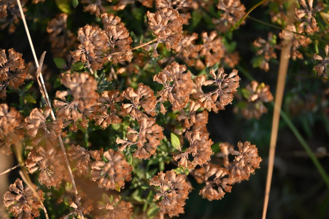 Klicke auf die Grafik für eine vergrößerte Ansicht

Name: DSC_4917.jpg
Ansichten: 109
Größe: 236,8 KB
ID: 3355094