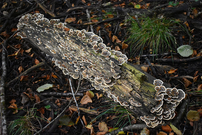 Klicke auf die Grafik für eine vergrößerte Ansicht

Name: DSC_0239.jpg
Ansichten: 234
Größe: 956,6 KB
ID: 3355152