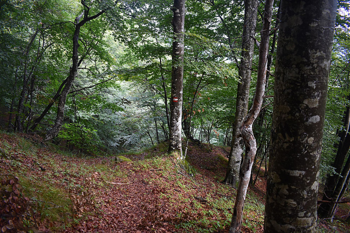 Klicke auf die Grafik für eine vergrößerte Ansicht

Name: DSC_0369.jpg
Ansichten: 85
Größe: 1,28 MB
ID: 3355305