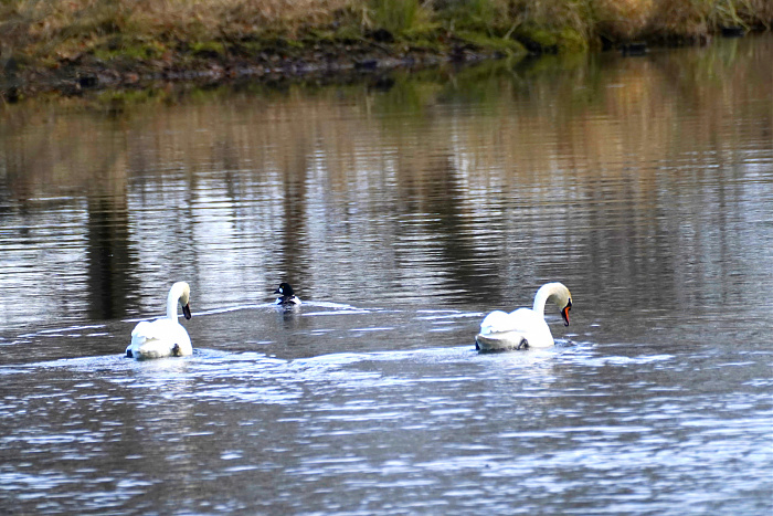 Klicke auf die Grafik für eine vergrößerte Ansicht

Name: Advent_Zweiter_04.jpg
Ansichten: 0
Größe: 754,4 KB
ID: 3355334