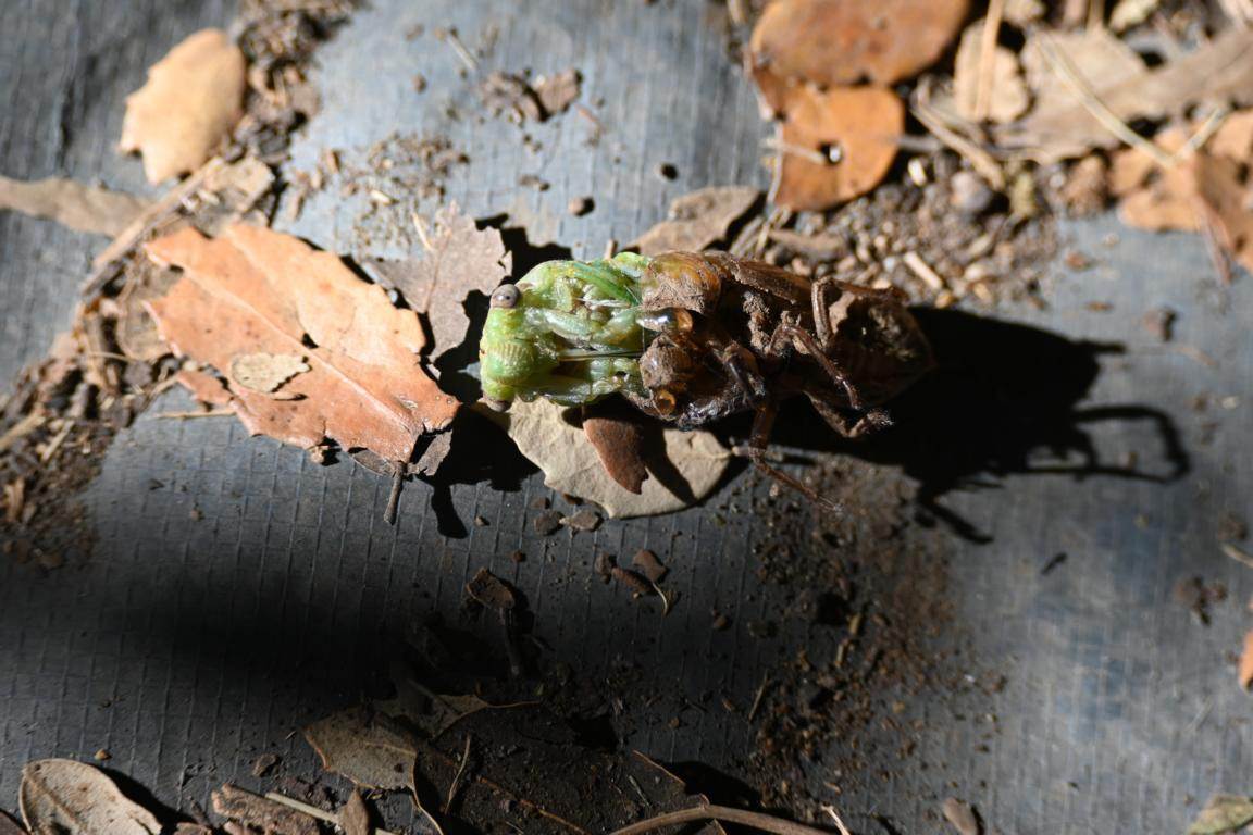 Klicke auf die Grafik für eine vergrößerte Ansicht

Name: DSC_5149.jpg
Ansichten: 63
Größe: 194,9 KB
ID: 3355447