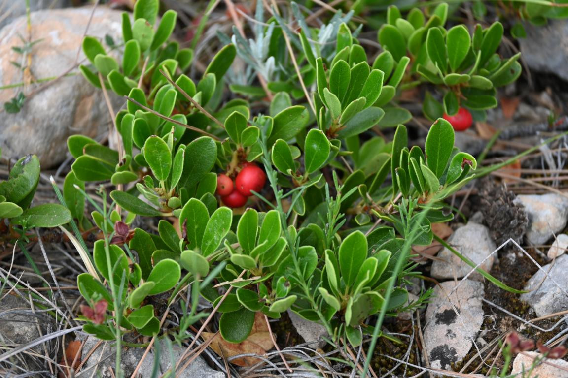 Klicke auf die Grafik für eine vergrößerte Ansicht

Name: DSC_5354.jpg
Ansichten: 63
Größe: 280,3 KB
ID: 3355453