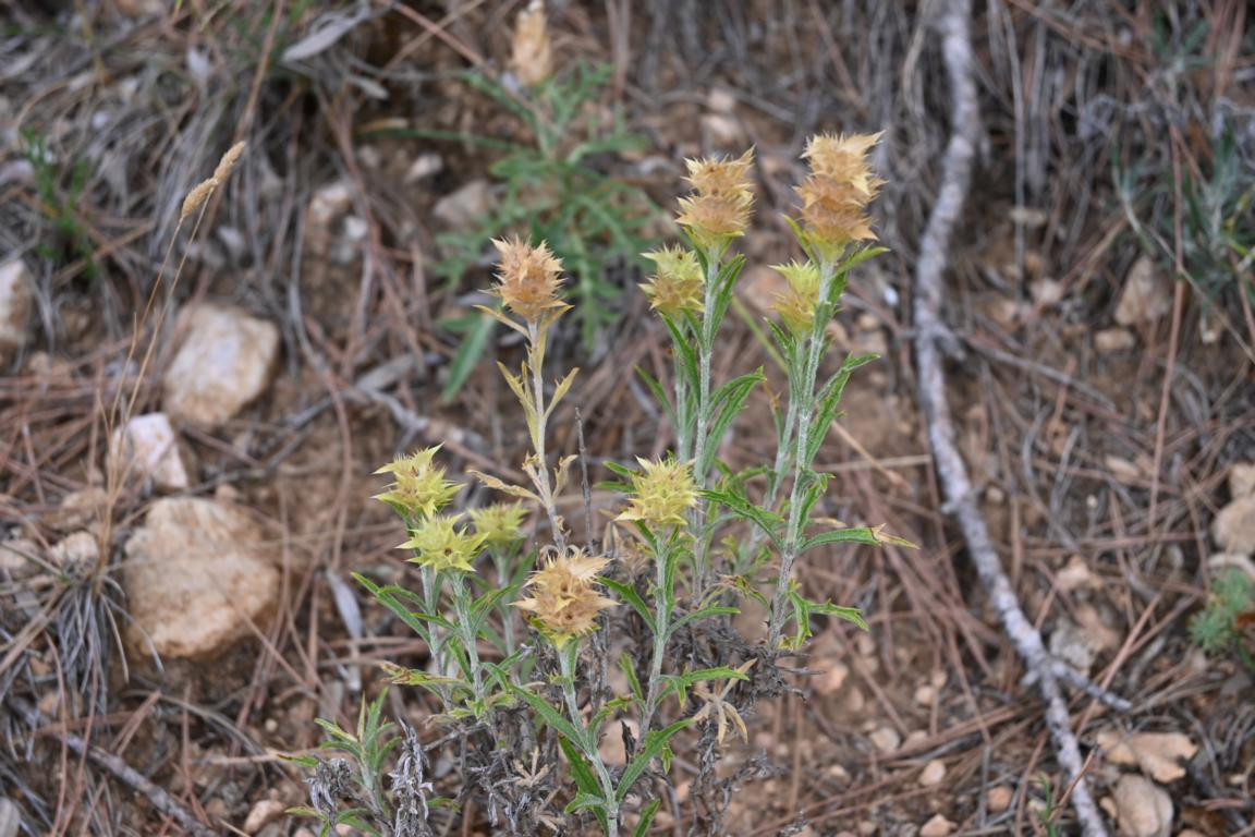 Klicke auf die Grafik für eine vergrößerte Ansicht

Name: DSC_5368.jpg
Ansichten: 63
Größe: 232,3 KB
ID: 3355455