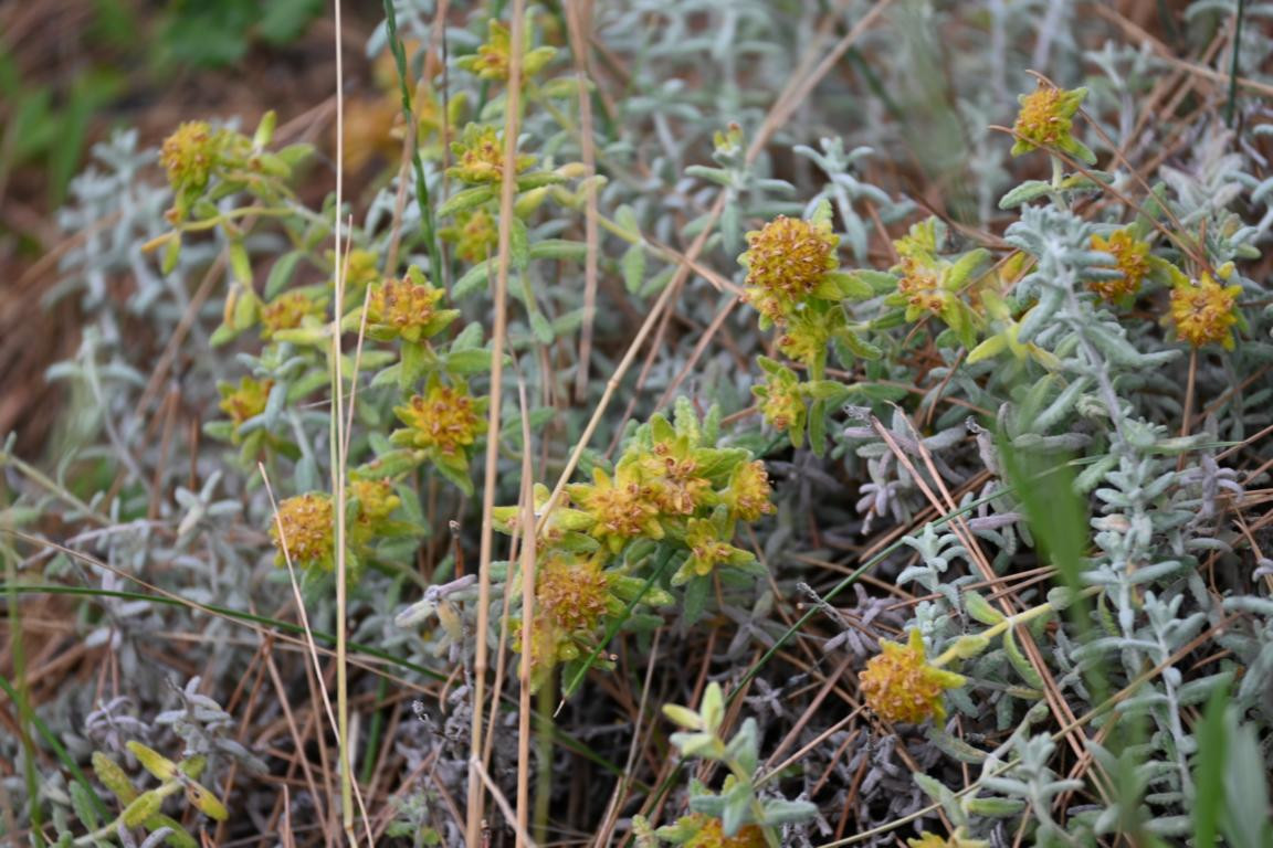 Klicke auf die Grafik für eine vergrößerte Ansicht

Name: DSC_5369.jpg
Ansichten: 63
Größe: 250,6 KB
ID: 3355456