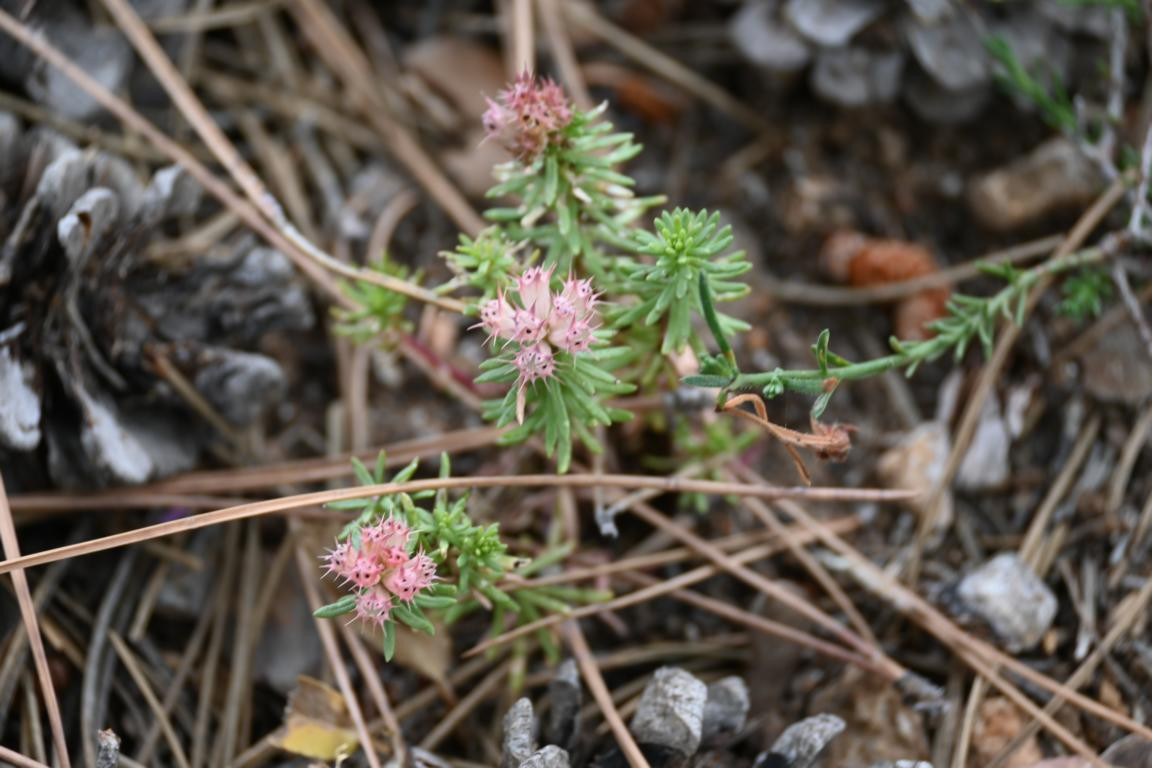 Klicke auf die Grafik für eine vergrößerte Ansicht

Name: DSC_5371.jpg
Ansichten: 61
Größe: 178,1 KB
ID: 3355457