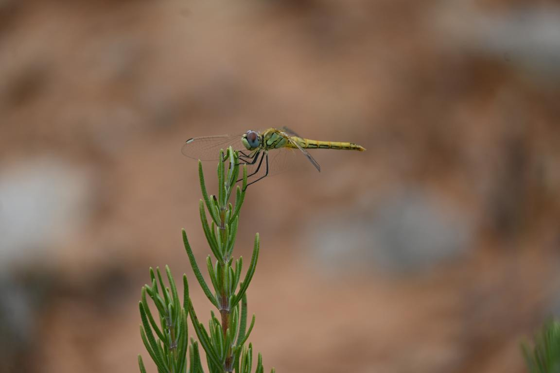 Klicke auf die Grafik für eine vergrößerte Ansicht

Name: DSC_5385.jpg
Ansichten: 61
Größe: 73,2 KB
ID: 3355459