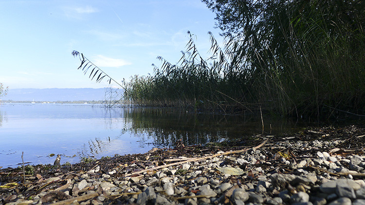 Klicke auf die Grafik für eine vergrößerte Ansicht

Name: WAI_11_Rheinauen.jpg
Ansichten: 175
Größe: 160,4 KB
ID: 3355593