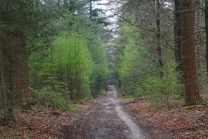 Klicke auf die Grafik für eine vergrößerte Ansicht  Name: frisches Grün bringt Farbe in die grauen Wälder.jpg Ansichten: 14 Größe: 1,11 MB ID: 3355765