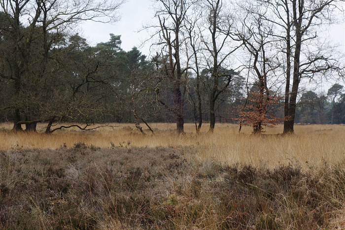 Klicke auf die Grafik für eine vergrößerte Ansicht  Name: Oldebroeksche Heide.jpg Ansichten: 13 Größe: 1,05 MB ID: 3355769