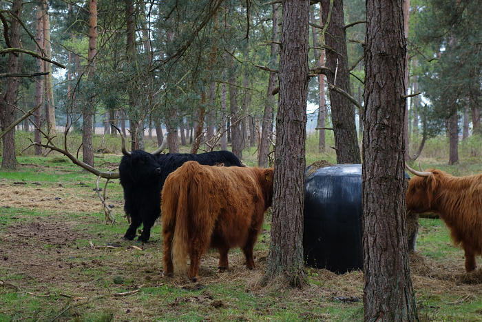 Klicke auf die Grafik für eine vergrößerte Ansicht  Name: schottische Hochlandrinder in der Heide.jpg Ansichten: 13 Größe: 983,5 KB ID: 3355770