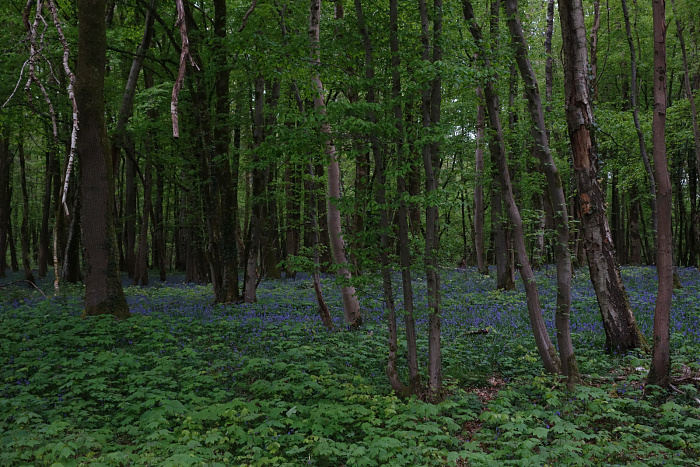 Klicke auf die Grafik für eine vergrößerte Ansicht  Name: Wald in Nordfrankreich.jpg Ansichten: 12 Größe: 1.009,2 KB ID: 3355771