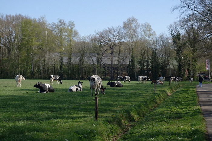 Klicke auf die Grafik für eine vergrößerte Ansicht  Name: glückliche Rinder neben glücklichen Radfahrern.jpg Ansichten: 17 Größe: 980,2 KB ID: 3355750