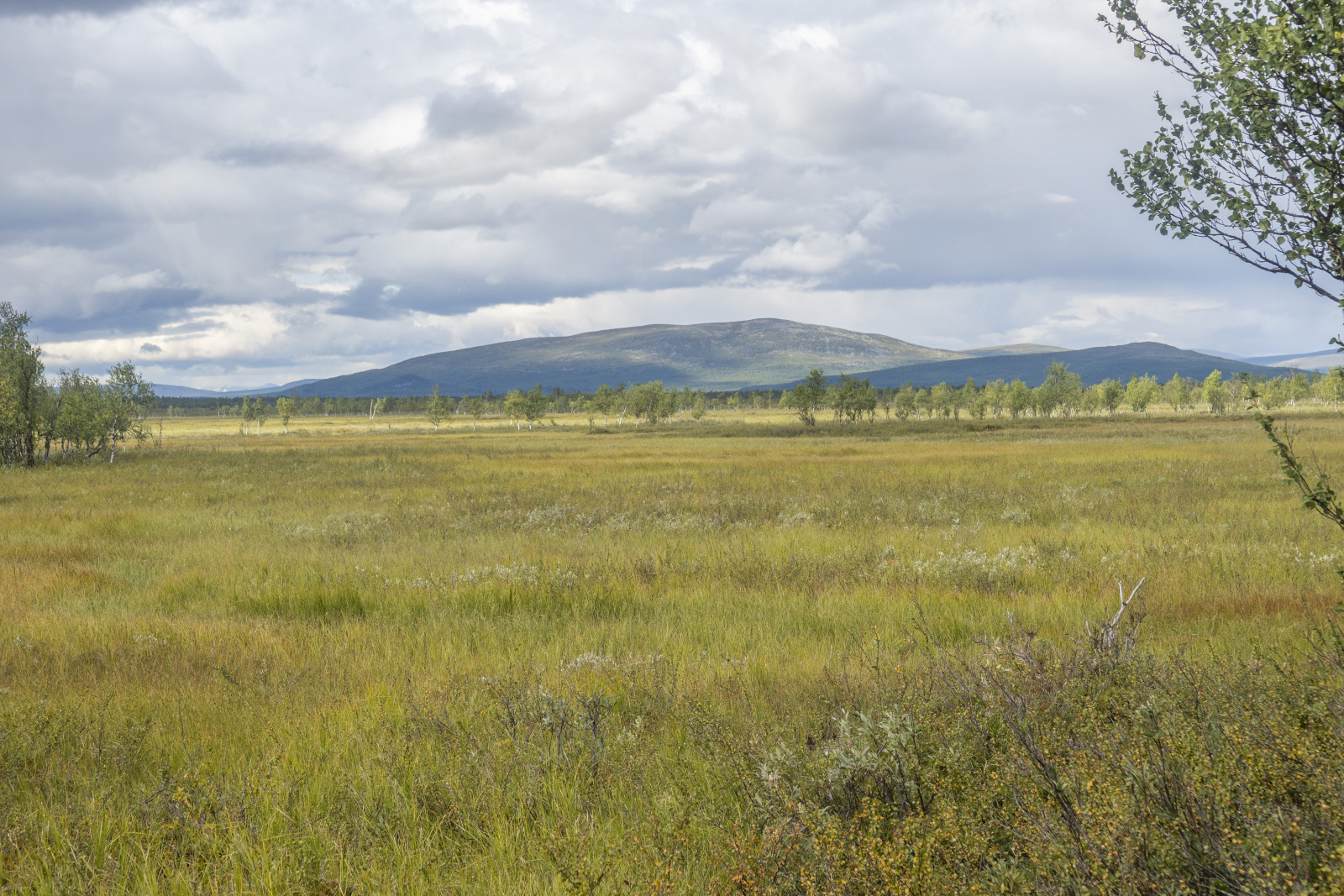 Klicke auf die Grafik für eine vergrößerte Ansicht  Name: Sjaunja_2025_053.jpg Ansichten: 0 Größe: 933,1 KB ID: 3355780