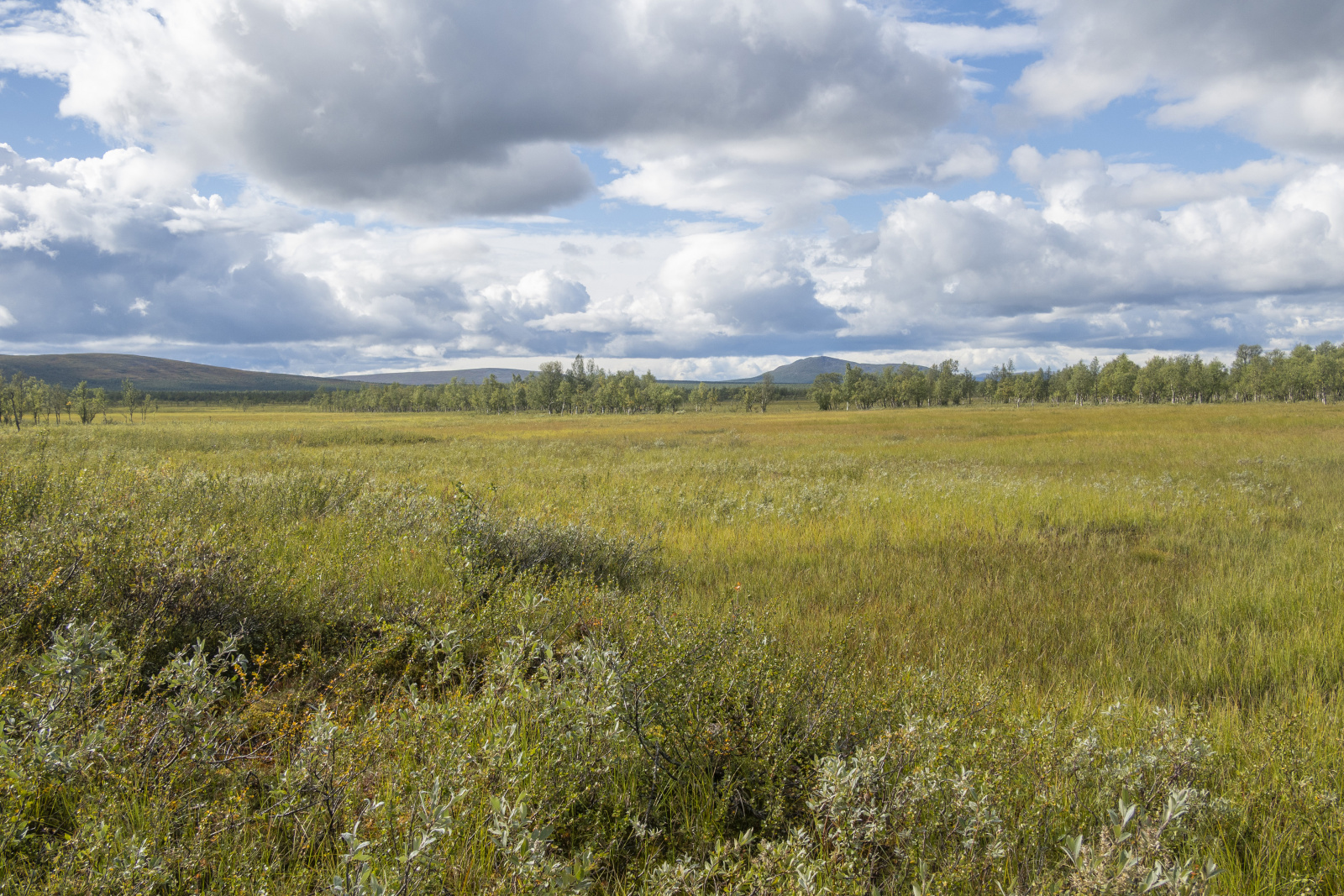 Klicke auf die Grafik für eine vergrößerte Ansicht  Name: Sjaunja_2025_052.jpg Ansichten: 0 Größe: 1,06 MB ID: 3355781