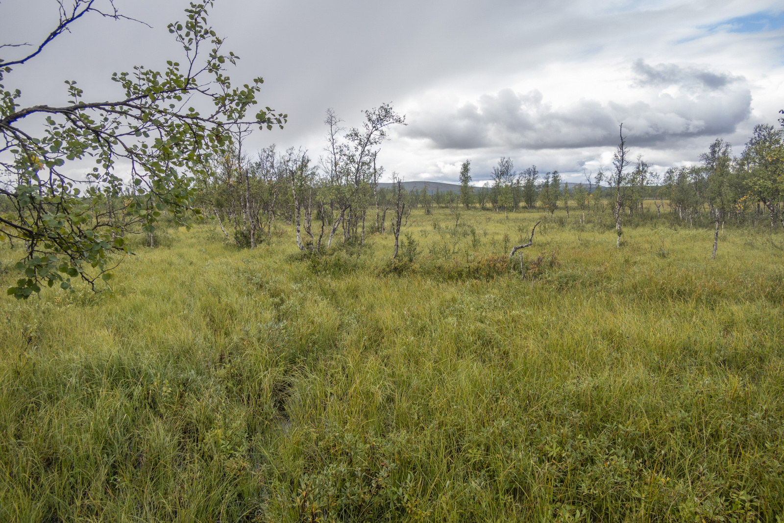 Klicke auf die Grafik für eine vergrößerte Ansicht  Name: Sjaunja_2025_057.jpg Ansichten: 0 Größe: 1,12 MB ID: 3355785