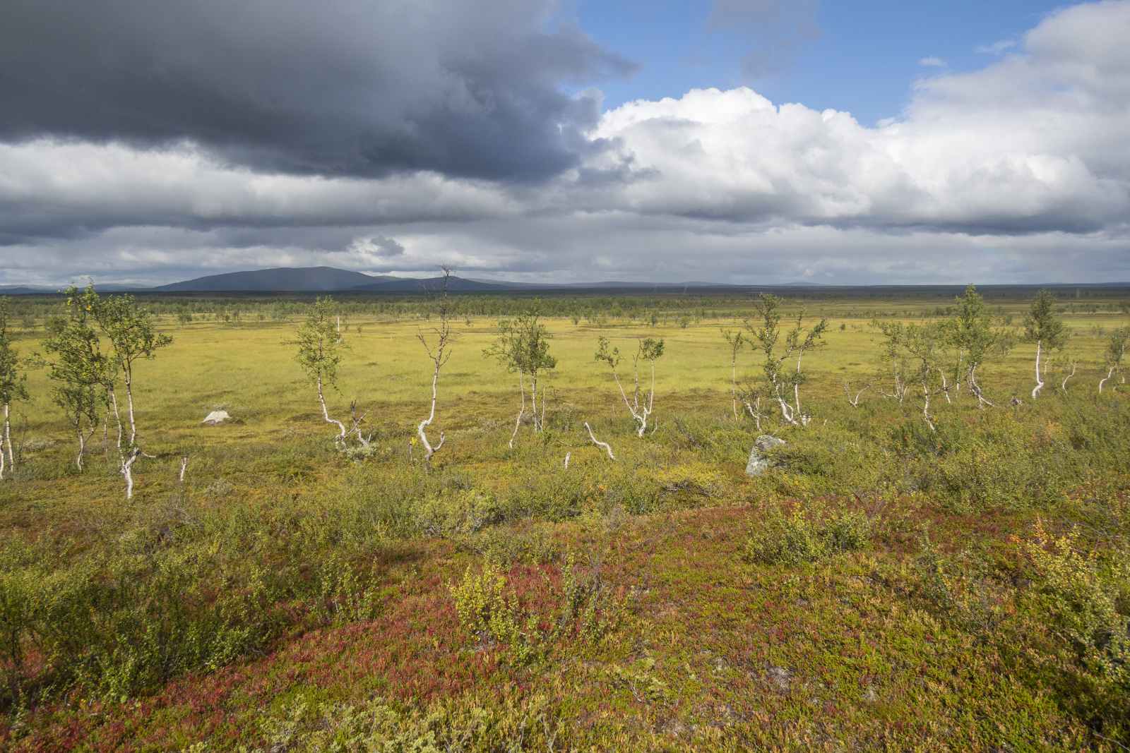 Klicke auf die Grafik für eine vergrößerte Ansicht  Name: Sjaunja_2025_065.jpg Ansichten: 0 Größe: 1,05 MB ID: 3355787