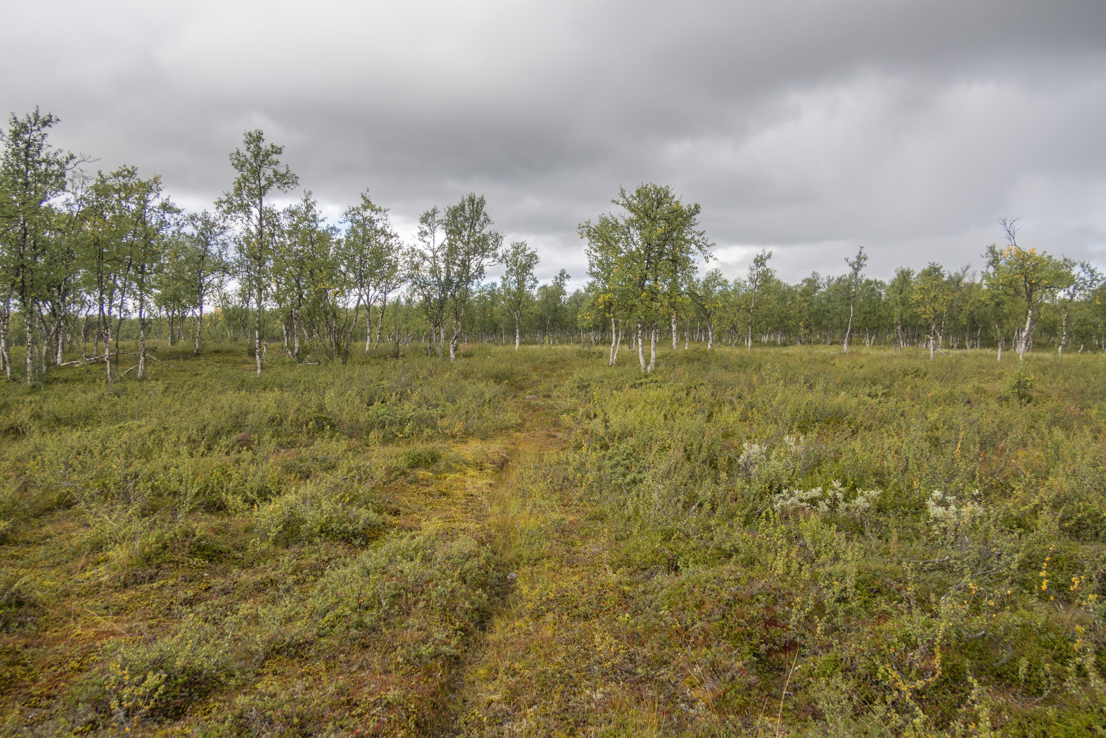 Klicke auf die Grafik für eine vergrößerte Ansicht  Name: Sjaunja_2025_080.jpg Ansichten: 0 Größe: 1,09 MB ID: 3355788