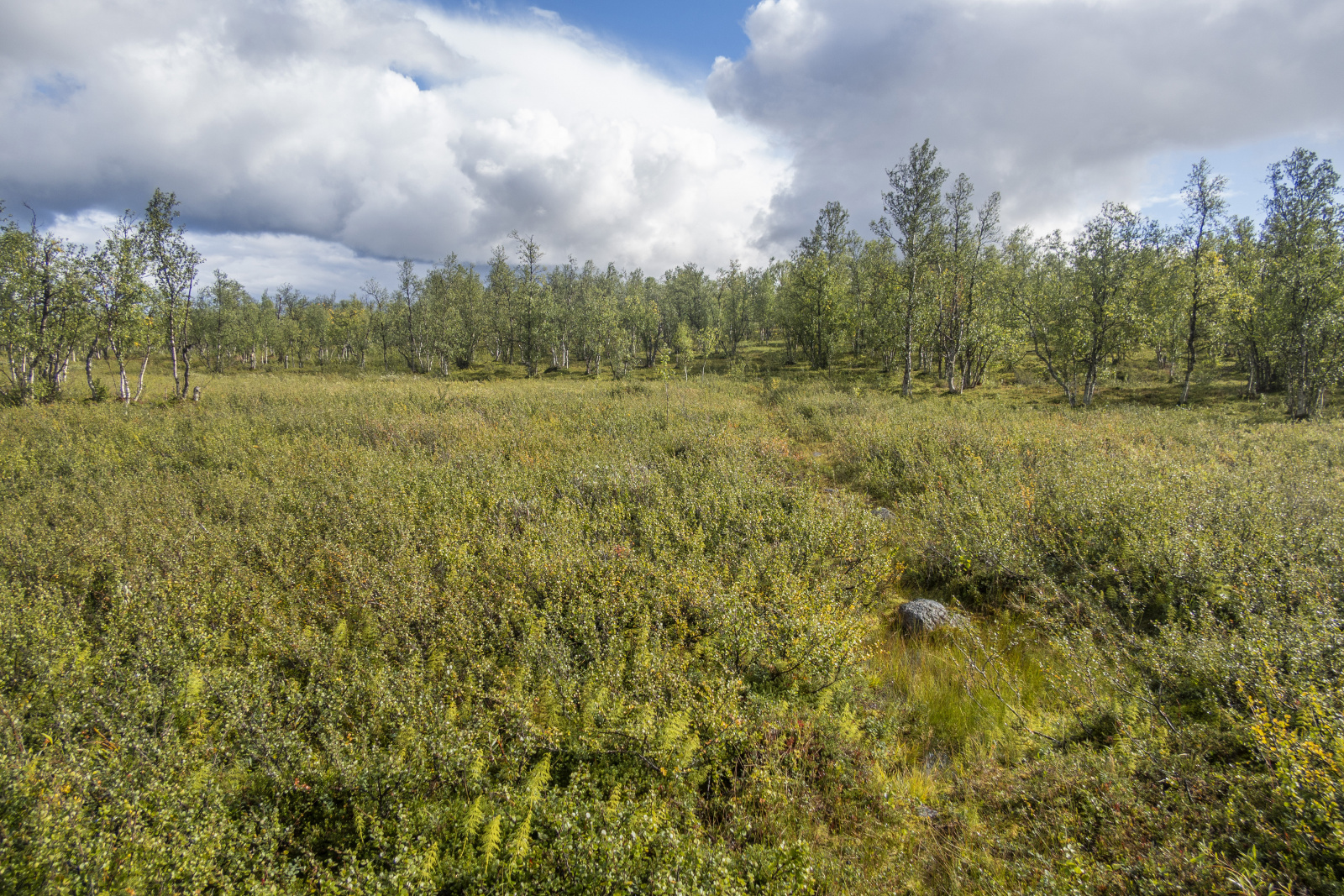 Klicke auf die Grafik für eine vergrößerte Ansicht  Name: Sjaunja_2025_070.jpg Ansichten: 0 Größe: 1,35 MB ID: 3355789