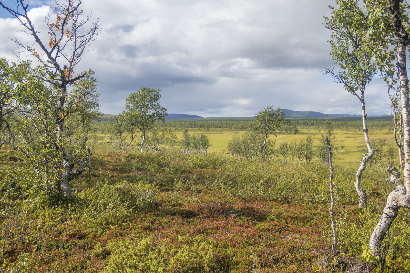 Klicke auf die Grafik für eine vergrößerte Ansicht  Name: Sjaunja_2025_062.jpg Ansichten: 0 Größe: 1,33 MB ID: 3355790