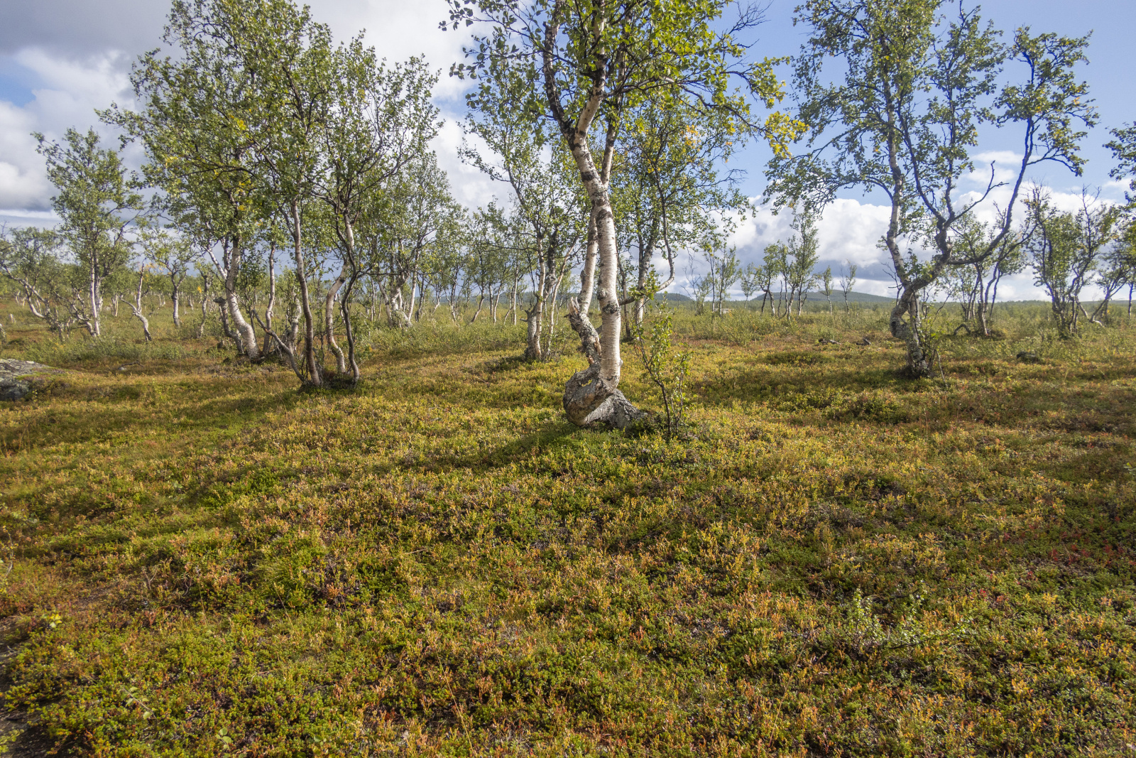 Klicke auf die Grafik für eine vergrößerte Ansicht  Name: Sjaunja_2025_066.jpg Ansichten: 0 Größe: 1,62 MB ID: 3355791