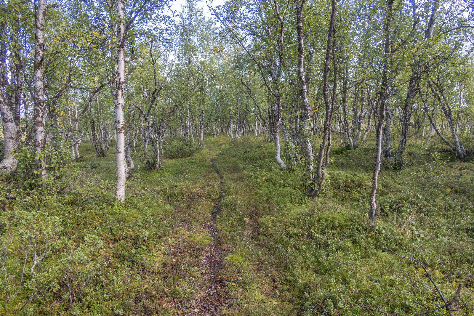 Klicke auf die Grafik für eine vergrößerte Ansicht  Name: Sjaunja_2025_059.jpg Ansichten: 0 Größe: 1,65 MB ID: 3355792