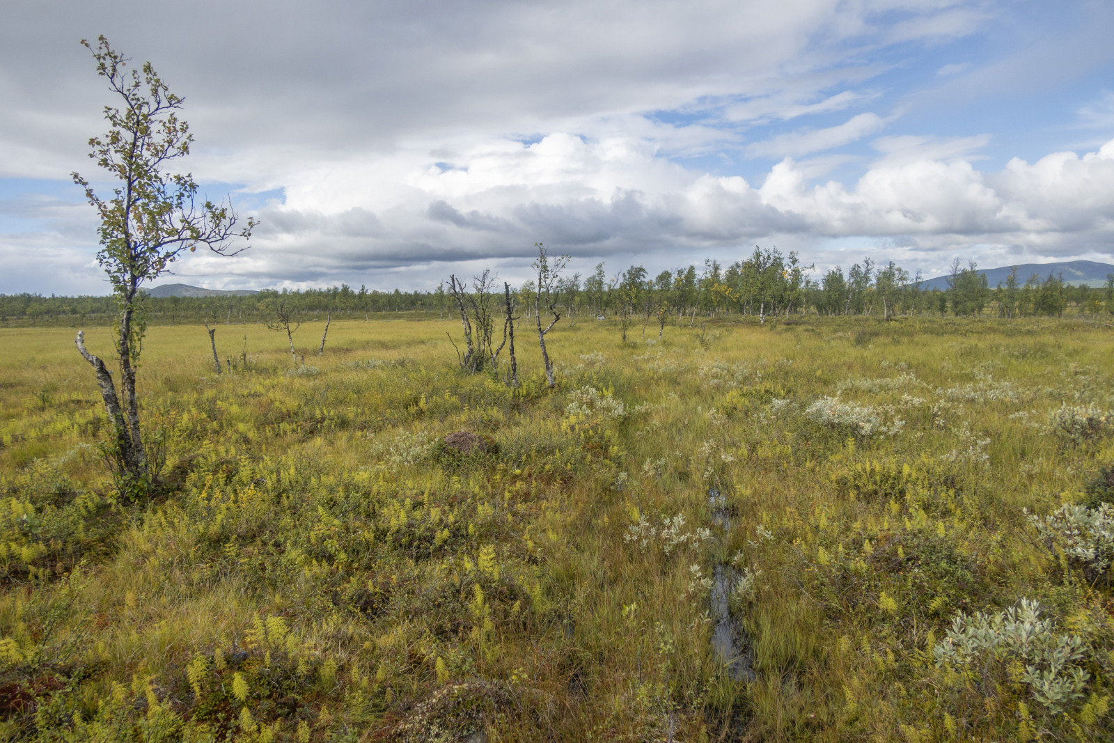 Klicke auf die Grafik für eine vergrößerte Ansicht  Name: Sjaunja_2025_075.jpg Ansichten: 0 Größe: 1.008,6 KB ID: 3355793