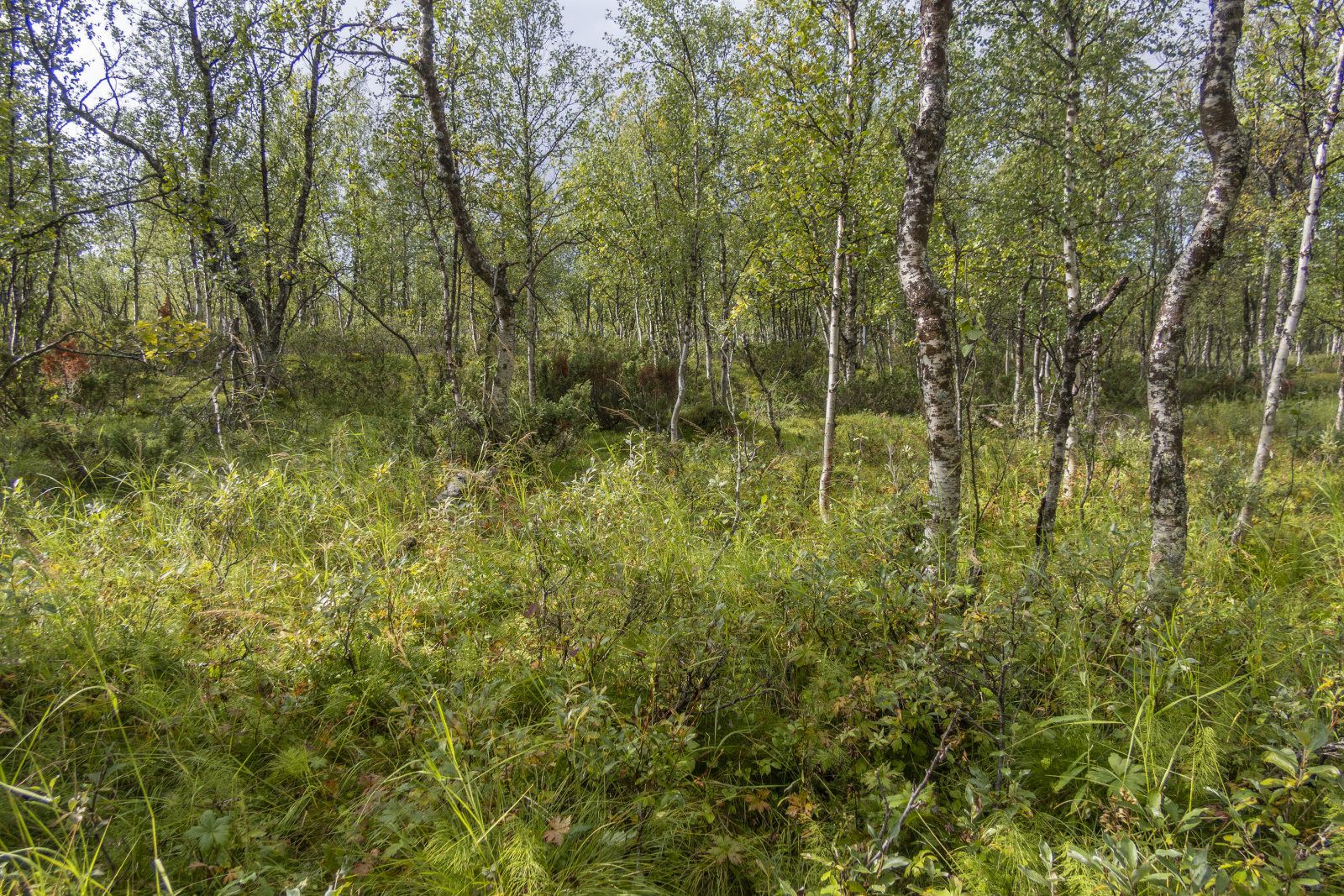 Klicke auf die Grafik für eine vergrößerte Ansicht  Name: Sjaunja_2025_073.jpg Ansichten: 0 Größe: 1,62 MB ID: 3355795