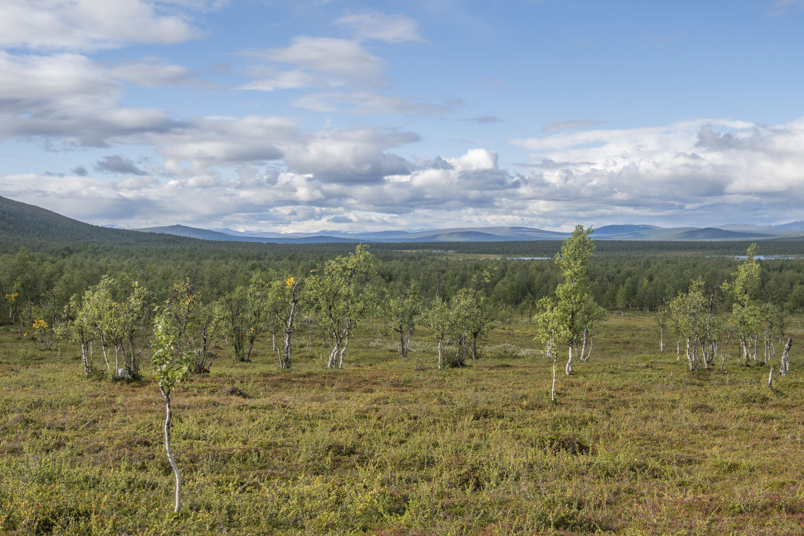 Klicke auf die Grafik für eine vergrößerte Ansicht  Name: Sjaunja_2025_090.jpg Ansichten: 0 Größe: 997,7 KB ID: 3355797