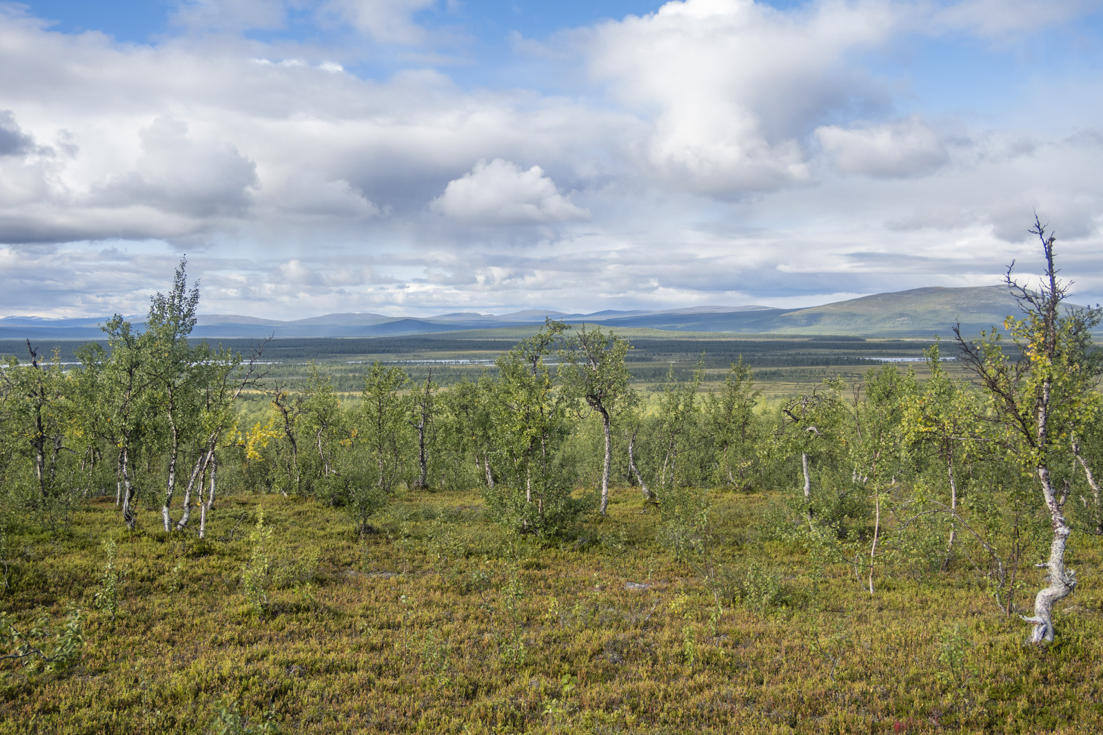 Klicke auf die Grafik für eine vergrößerte Ansicht  Name: Sjaunja_2025_084.jpg Ansichten: 0 Größe: 1,03 MB ID: 3355798