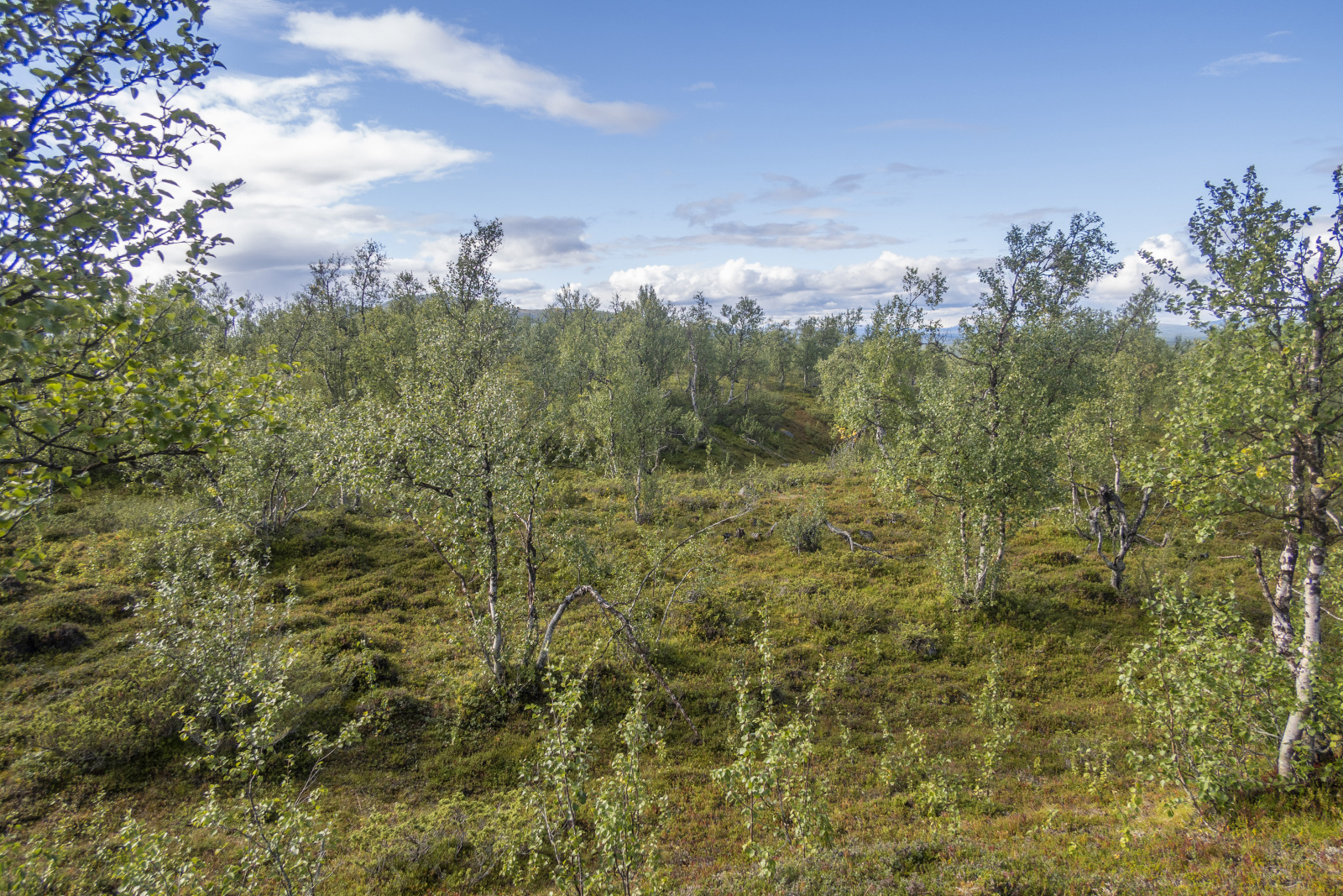 Klicke auf die Grafik für eine vergrößerte Ansicht  Name: Sjaunja_2025_082.jpg Ansichten: 0 Größe: 1,25 MB ID: 3355799