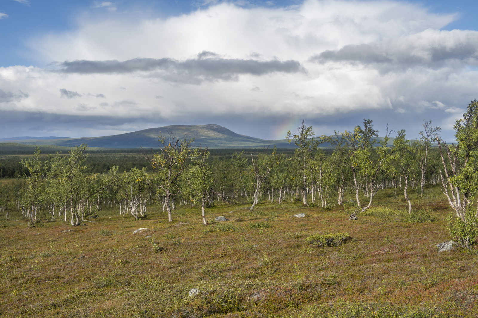 Klicke auf die Grafik für eine vergrößerte Ansicht

Name: Sjaunja_2025_089.jpg
Ansichten: 93
Größe: 1.011,2 KB
ID: 3355800