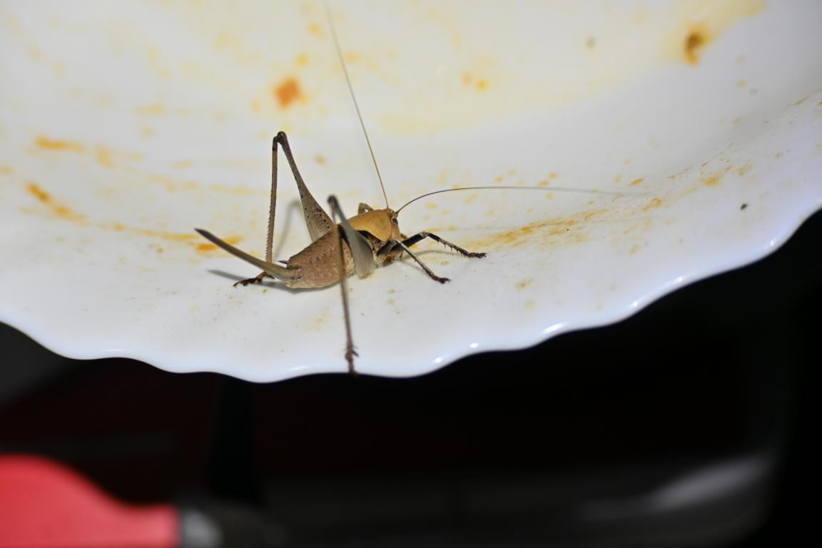 Klicke auf die Grafik für eine vergrößerte Ansicht

Name: DSC_5519.jpg
Ansichten: 57
Größe: 70,1 KB
ID: 3355813