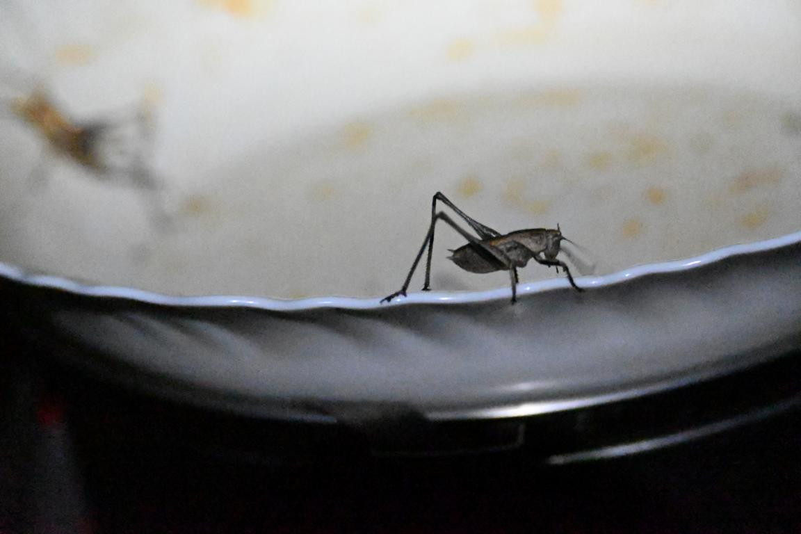 Klicke auf die Grafik für eine vergrößerte Ansicht

Name: DSC_5534.jpg
Ansichten: 57
Größe: 96,9 KB
ID: 3355814