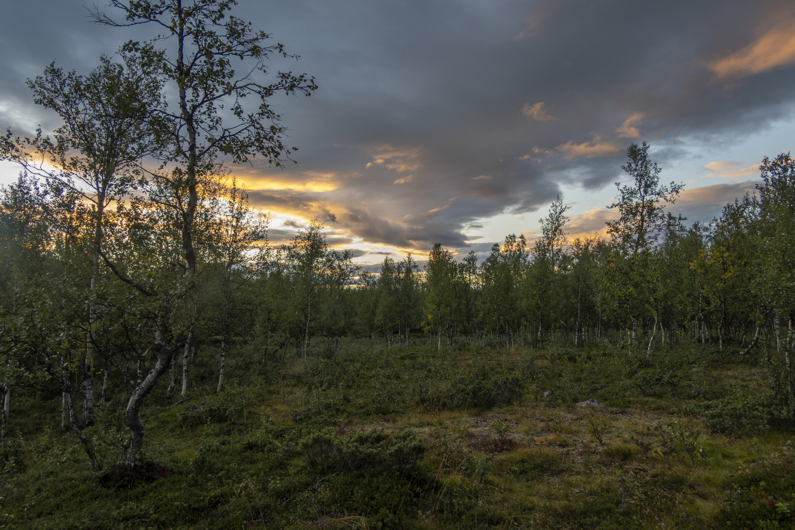 Klicke auf die Grafik für eine vergrößerte Ansicht  Name: Sjaunja_2025_107.jpg Ansichten: 0 Größe: 939,5 KB ID: 3355804