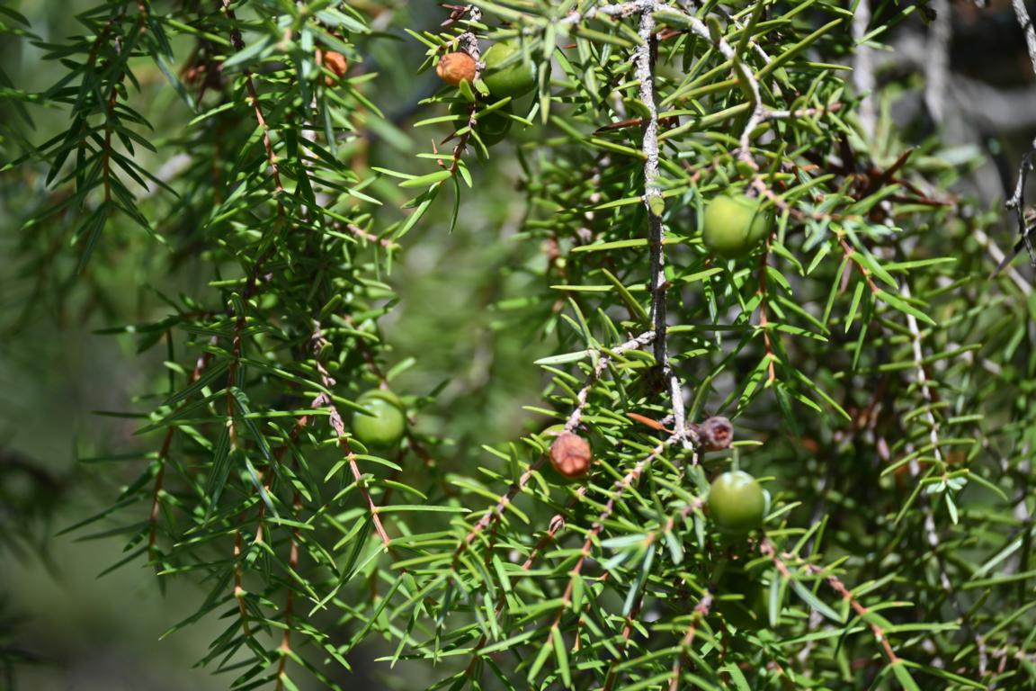 Klicke auf die Grafik für eine vergrößerte Ansicht

Name: DSC_5678.jpg
Ansichten: 59
Größe: 280,7 KB
ID: 3355825