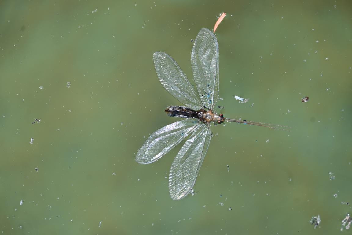 Klicke auf die Grafik für eine vergrößerte Ansicht

Name: DSC_5806.jpg
Ansichten: 58
Größe: 81,0 KB
ID: 3355827