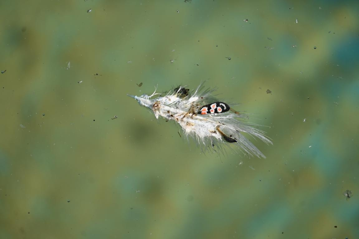 Klicke auf die Grafik für eine vergrößerte Ansicht

Name: DSC_5763.jpg
Ansichten: 58
Größe: 70,0 KB
ID: 3355829